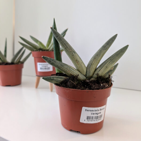 Sansevieria Boncel variegata