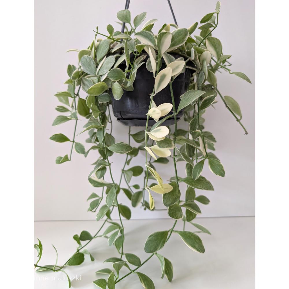 Dischidia Oiantha variegata