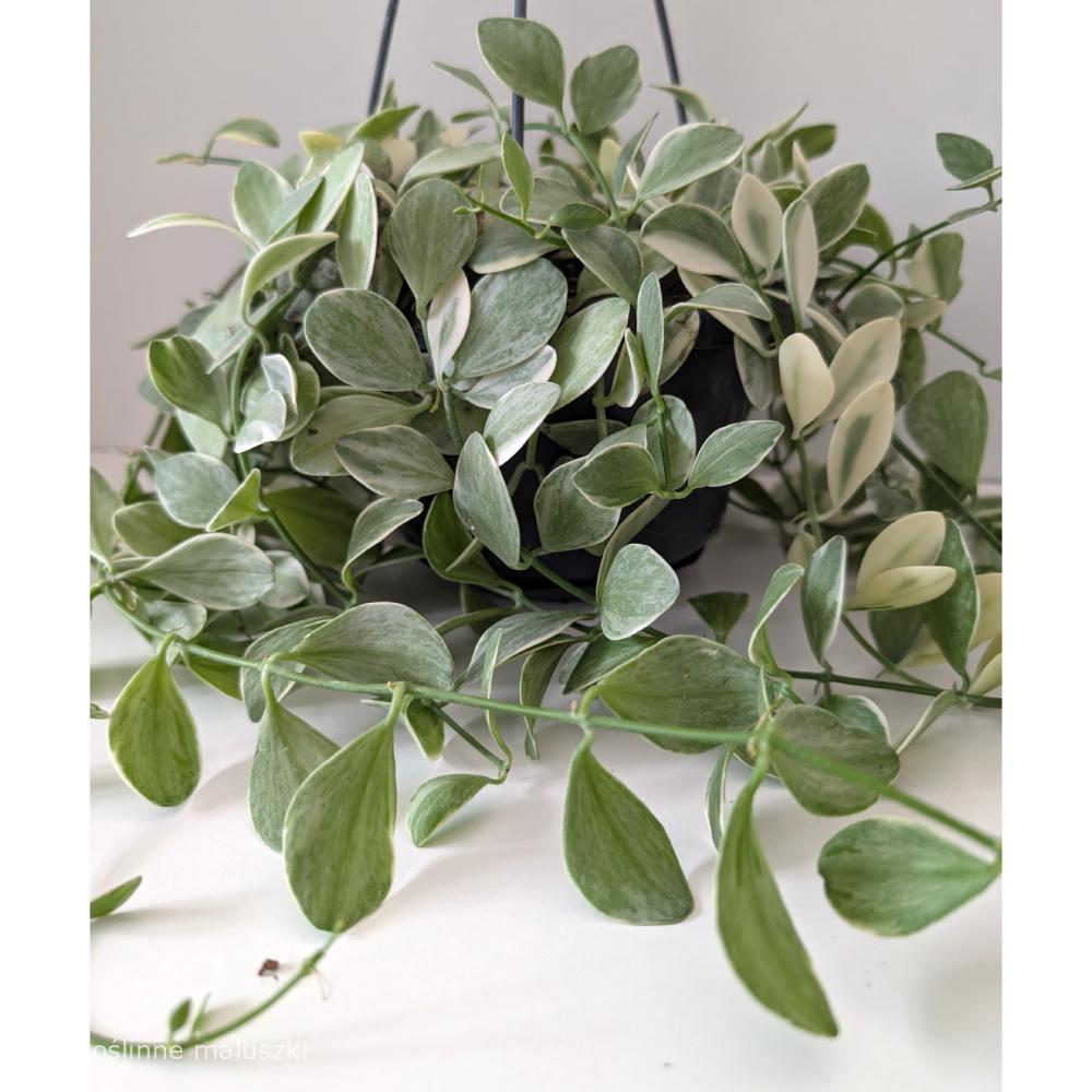 Dischidia Oiantha variegata