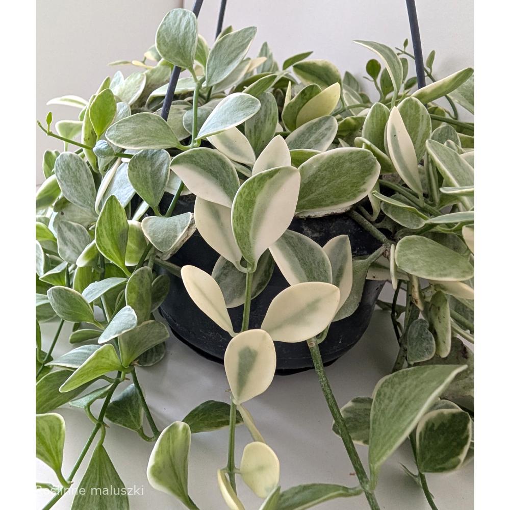 Dischidia Oiantha variegata