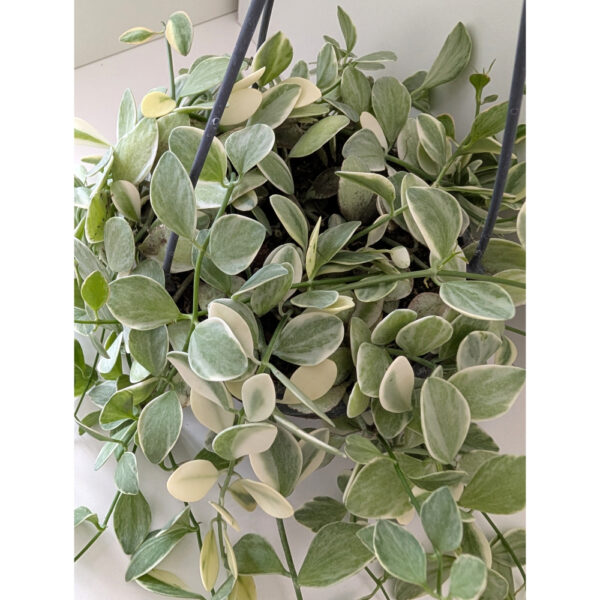 Dischidia Oiantha variegata