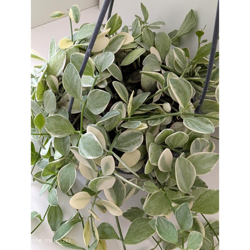 Dischidia Oiantha variegata