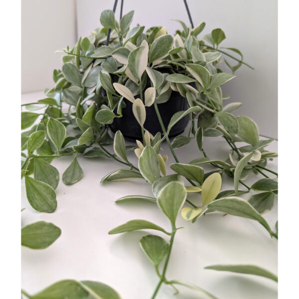 Dischidia Oiantha variegata