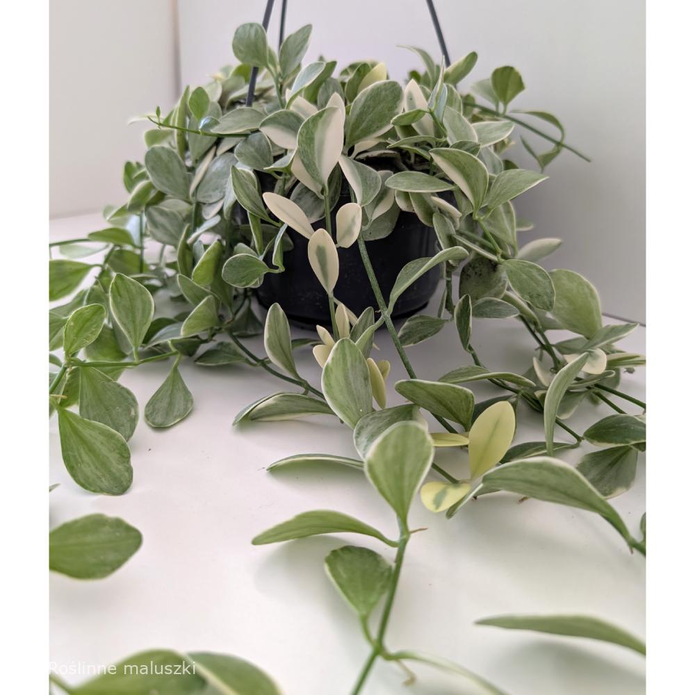 Dischidia Oiantha variegata