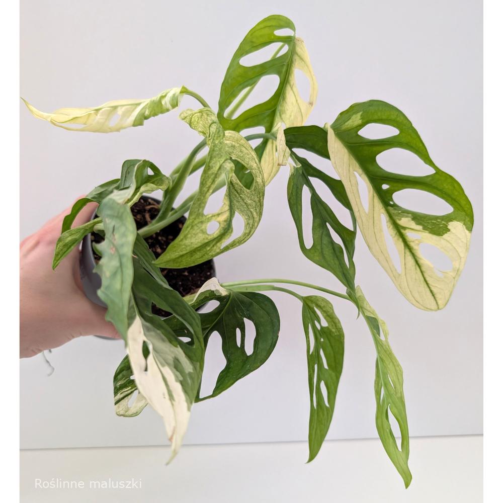 Monstera Obliqua variegata