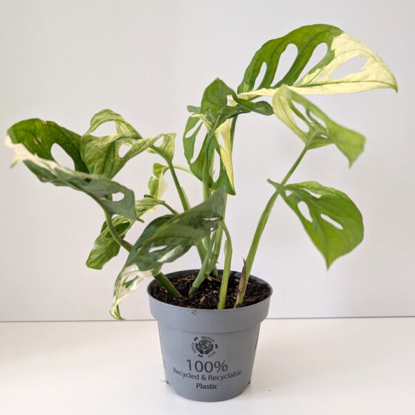 Monstera Obliqua variegata