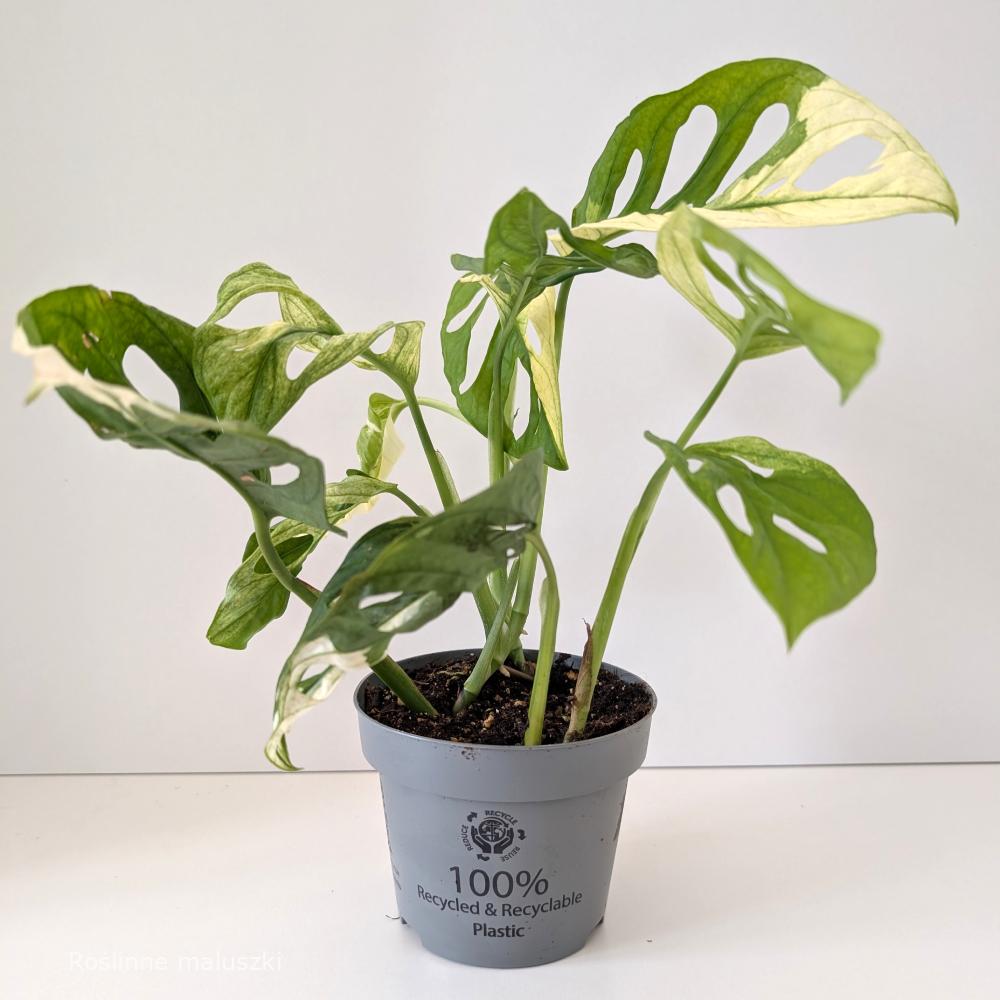 Monstera Obliqua variegata