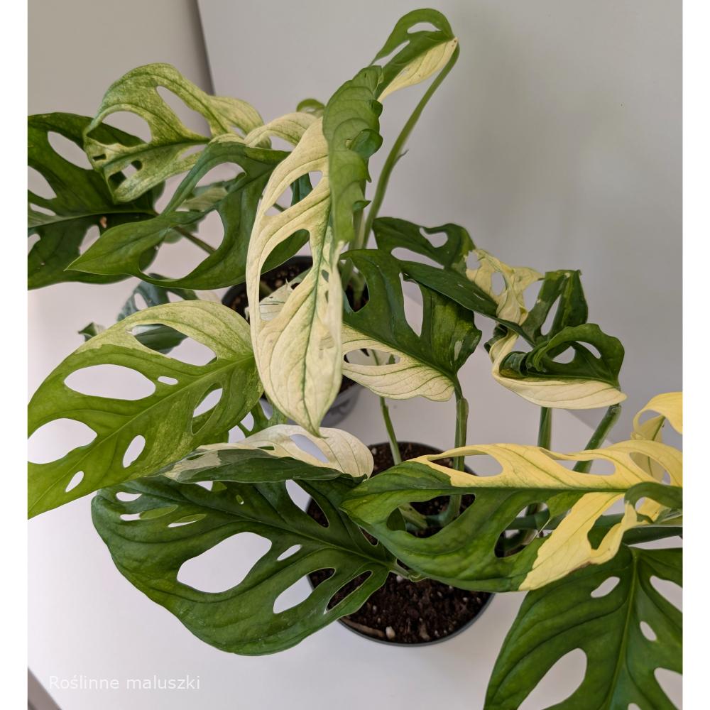 Monstera Obliqua variegata