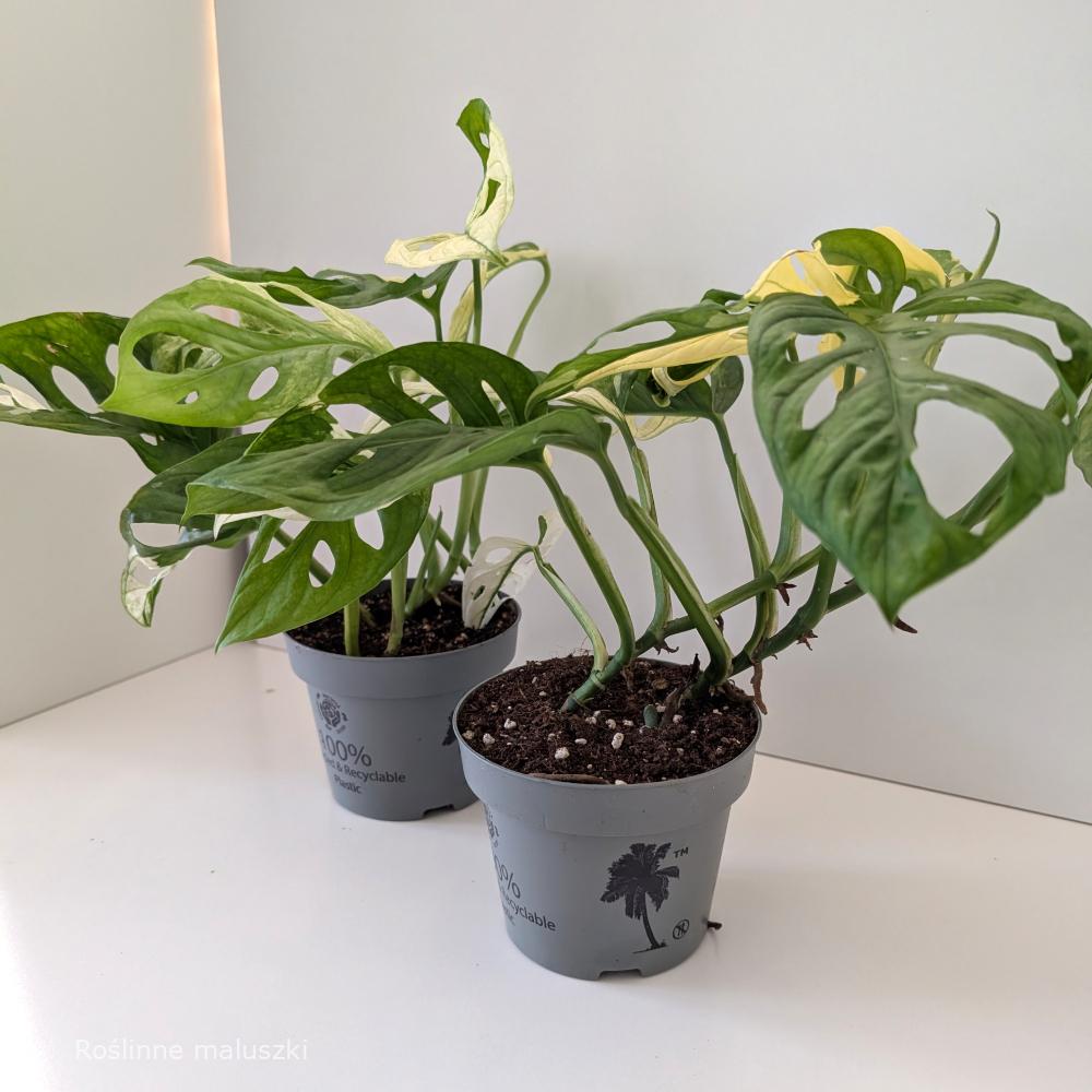 Monstera Obliqua variegata