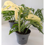 Monstera Obliqua variegata