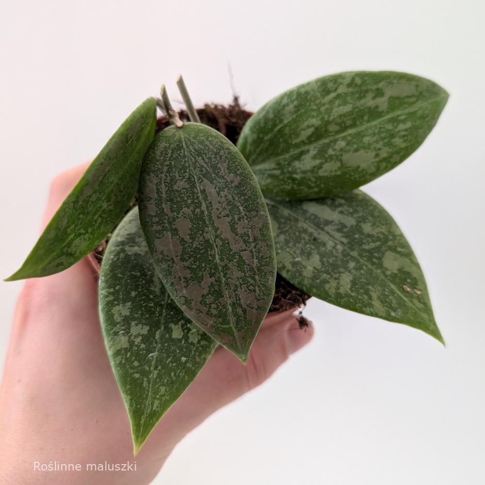 Hoya Wibergiae