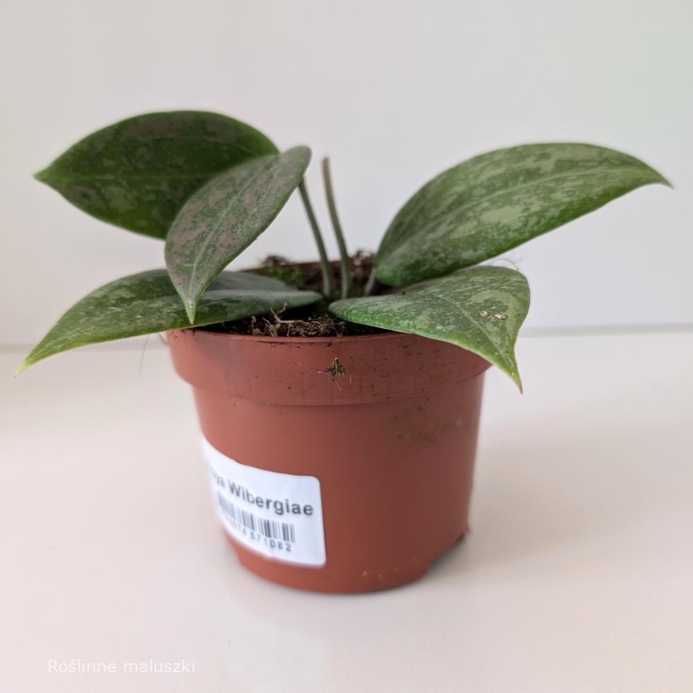 Hoya Wibergiae