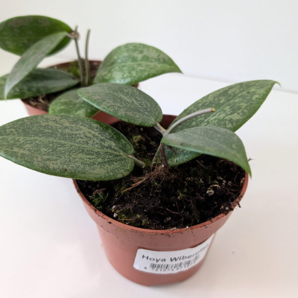 Hoya Wibergiae Hoya Wibergiae