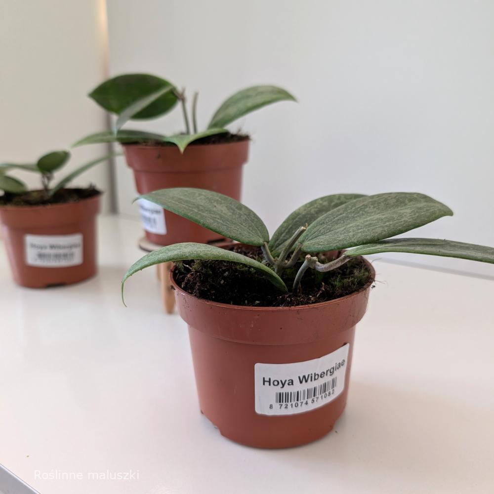 Hoya Wibergiae