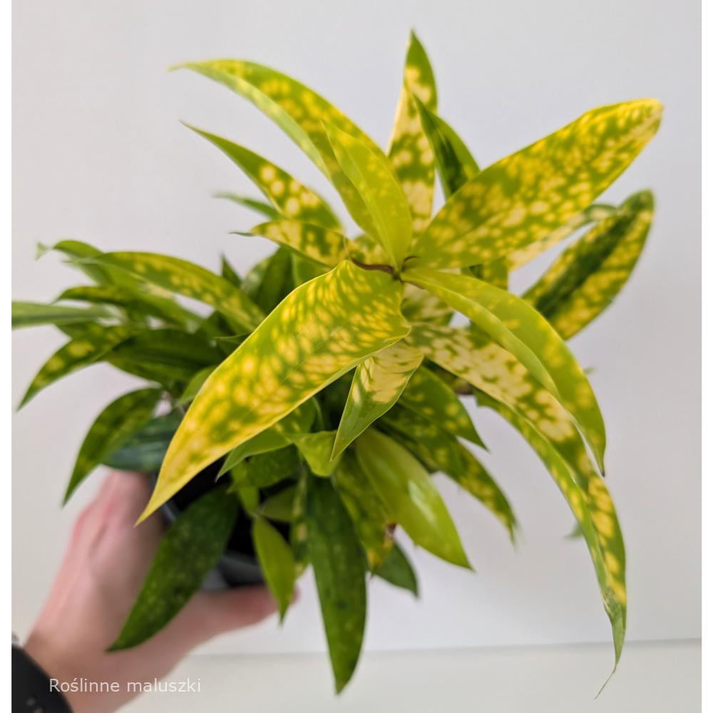 Dracaena Mike – dracena