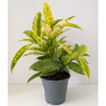 Dracaena Mike - dracena