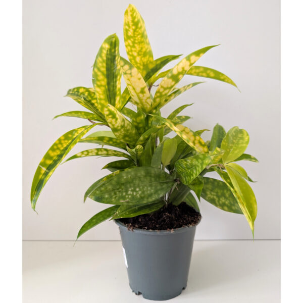 Dracaena Mike - dracena