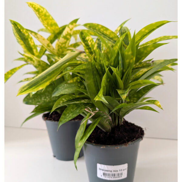 Dracaena Mike - dracena