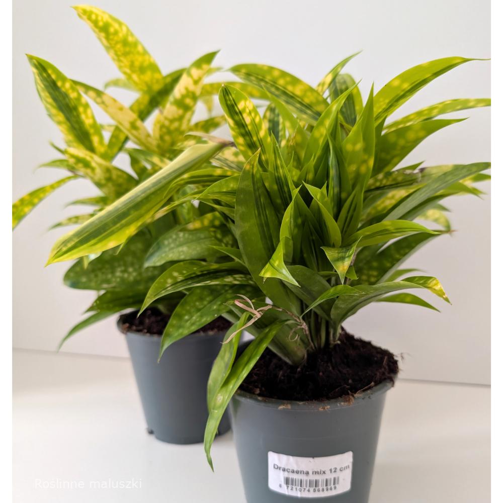 Dracaena Mike – dracena
