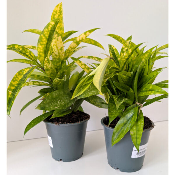 Dracaena Mike - dracena