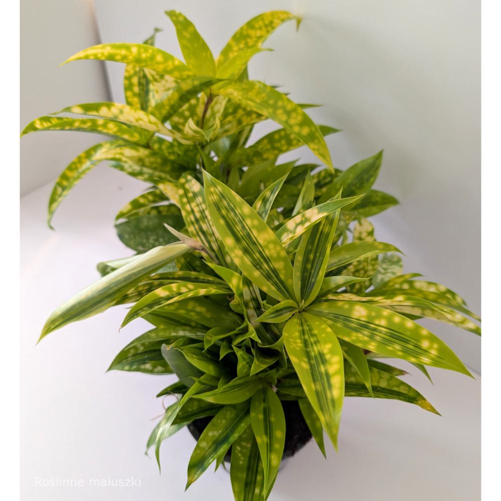 Dracaena Mike – dracena