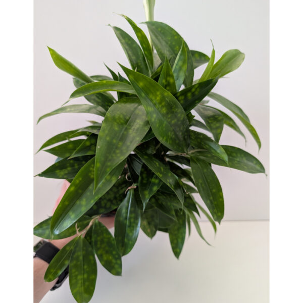 Dracaena surculosa Aurea (dracena)