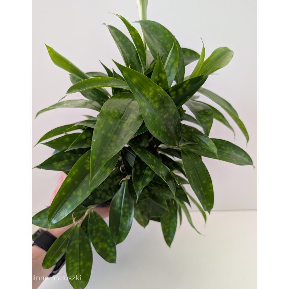 Dracaena surculosa Aurea (dracena)
