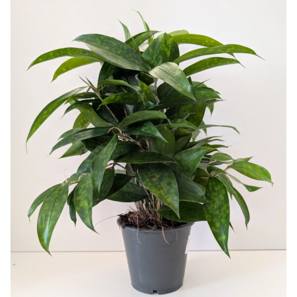 Dracaena surculosa Aurea (dracena)