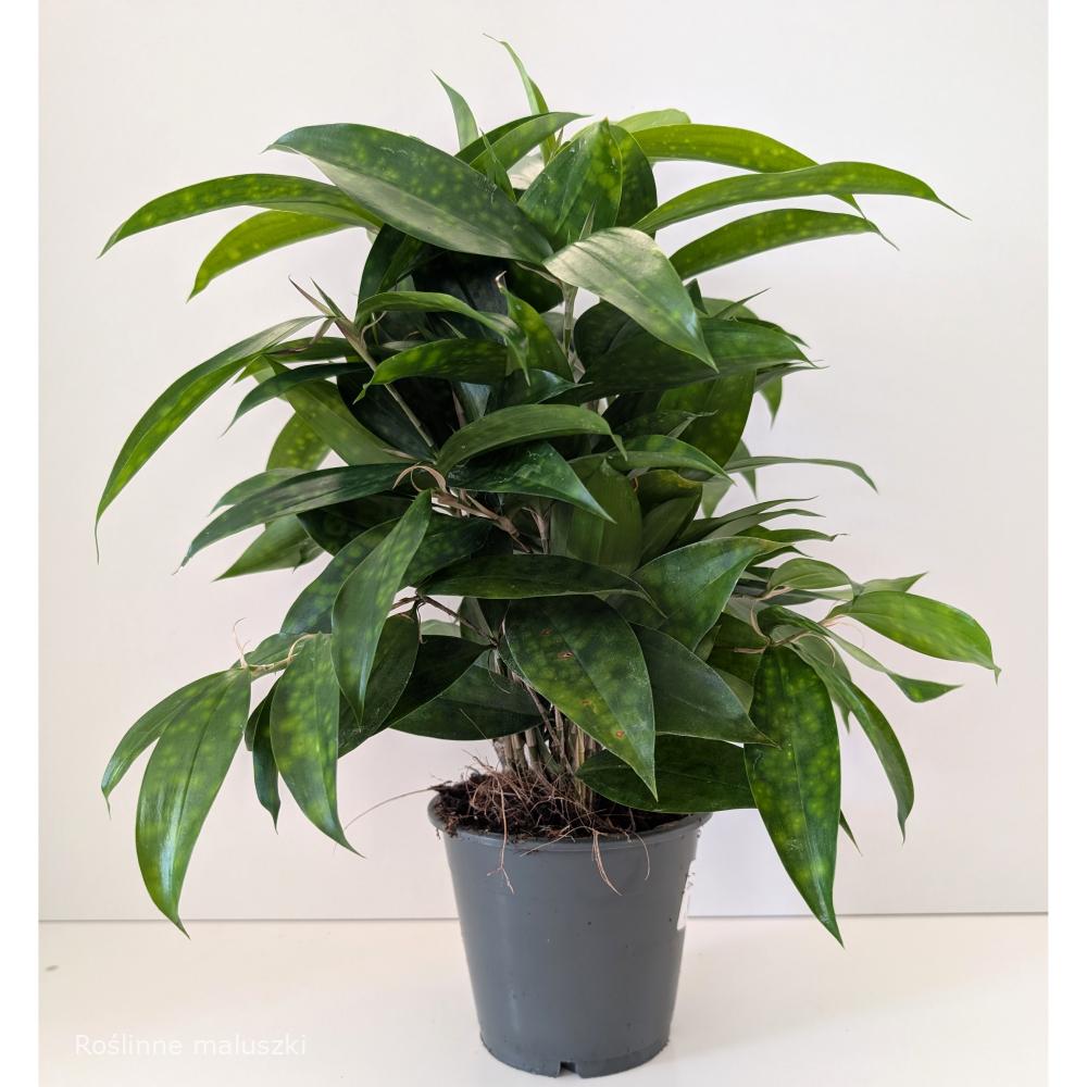 Dracaena surculosa Aurea (dracena)