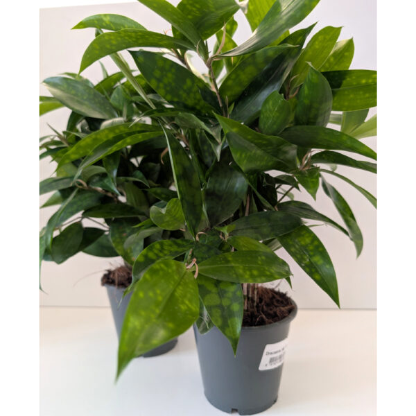 Dracaena surculosa Aurea (dracena)