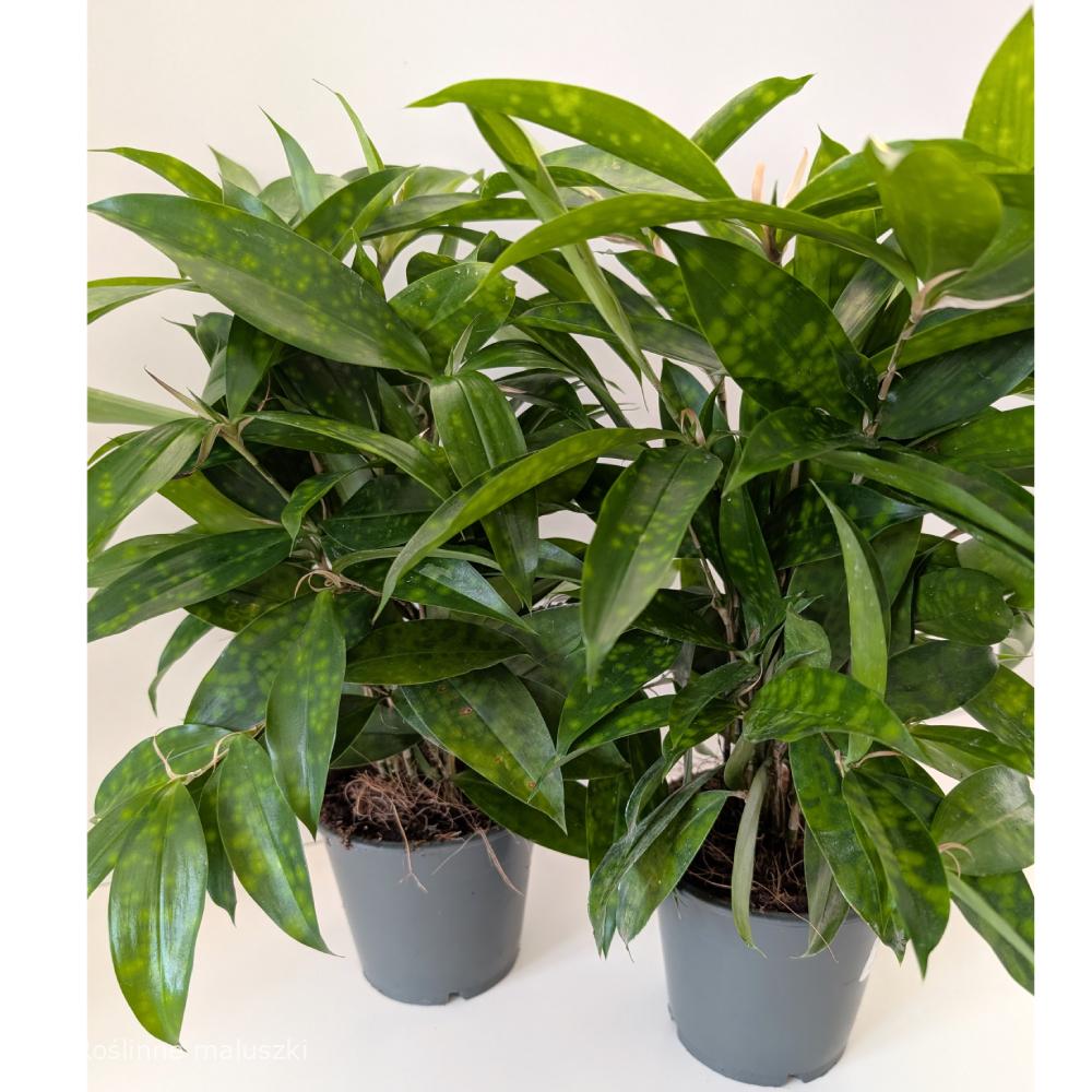 Dracaena surculosa Aurea (dracena)