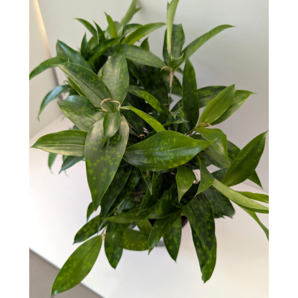 Dracaena surculosa Aurea (dracena)