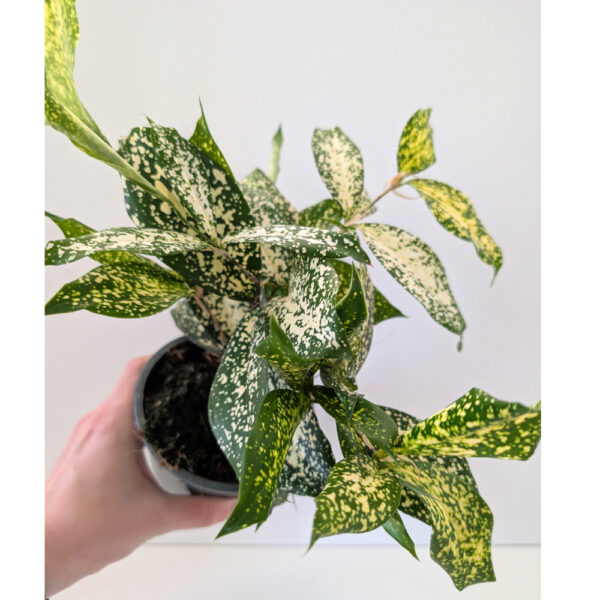 Dracaena Florida Beauty - dracena