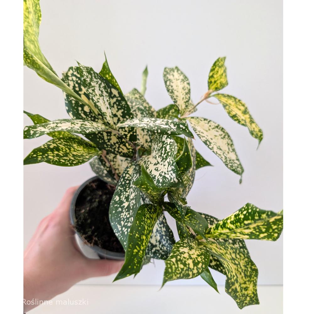 Dracaena Florida Beauty – dracena