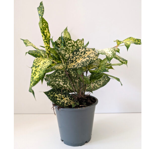 Dracaena Florida Beauty - dracena