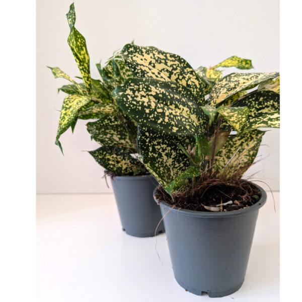 Dracaena Florida Beauty - dracena