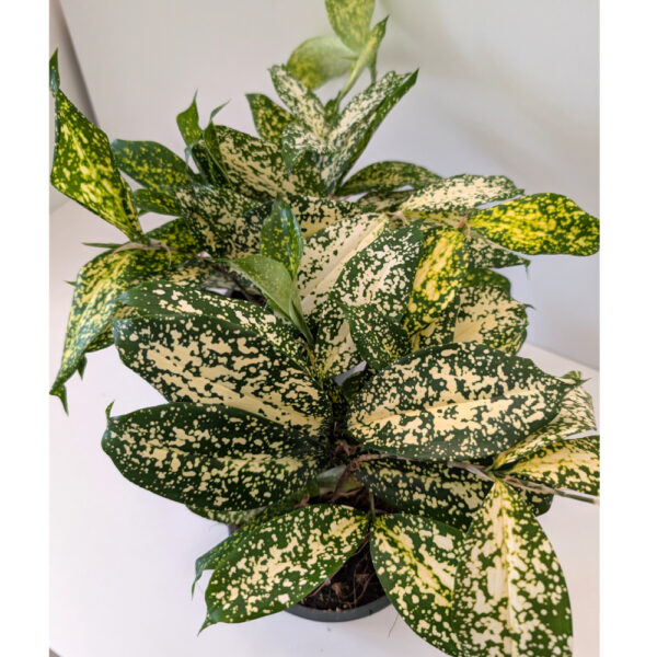 Dracaena Florida Beauty - dracena