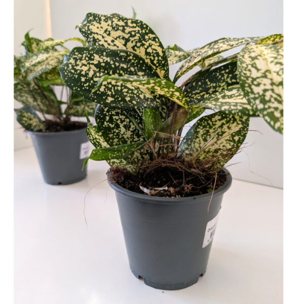 Dracaena Florida Beauty - dracena