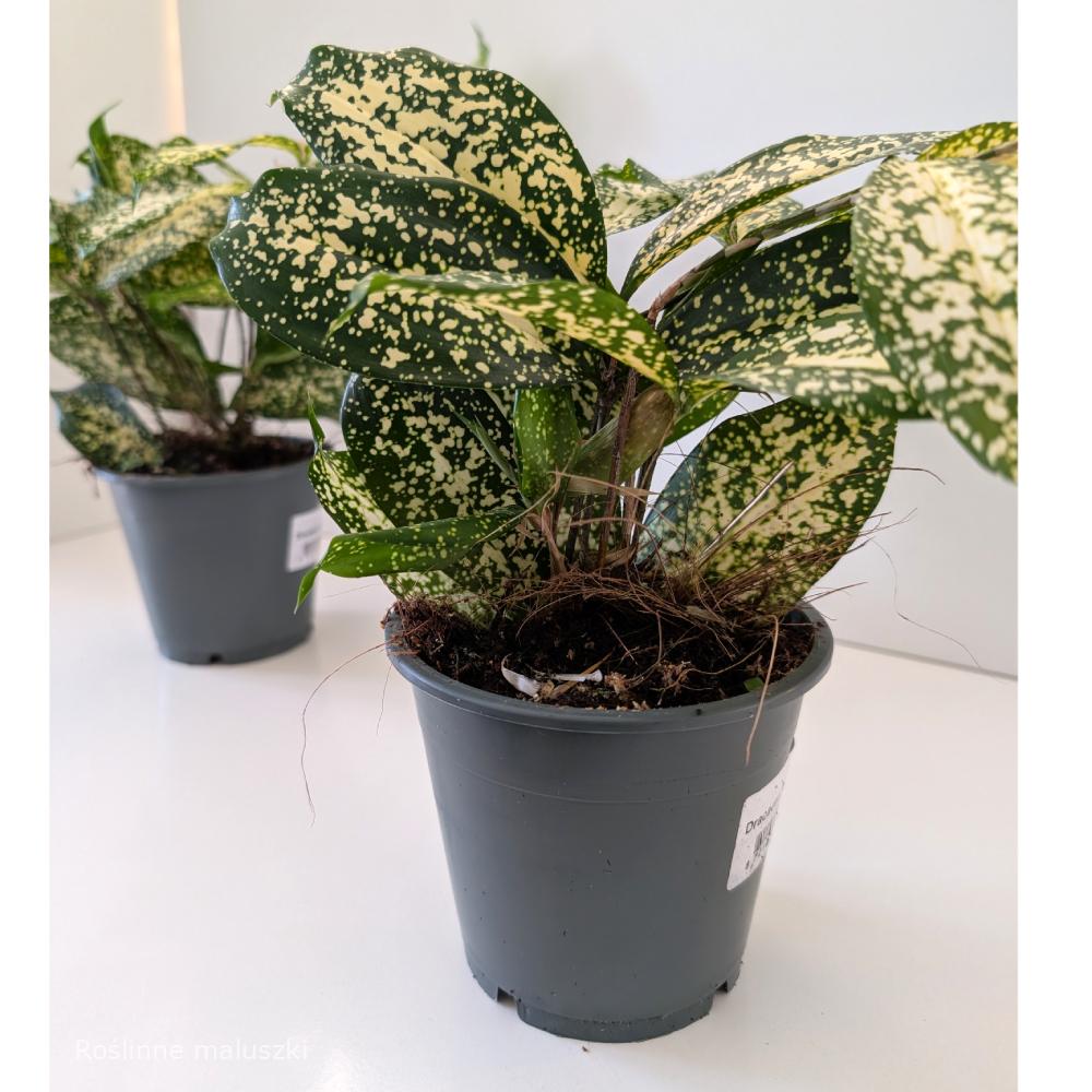 Dracaena Florida Beauty – dracena