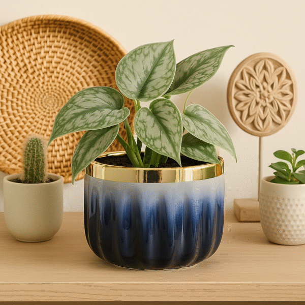 Osłonka niebieska Ø 10cm.