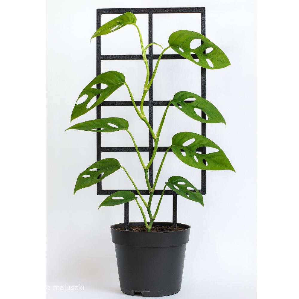 Podpórka do roślin Matrix M/L/XL