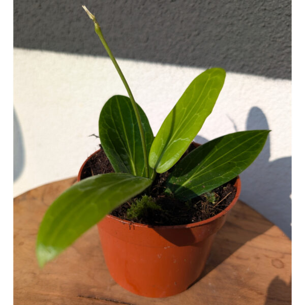 Hoya Soligamiana Ø12cm.