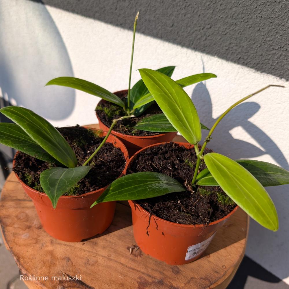 Hoya Soligamiana Ø12cm.