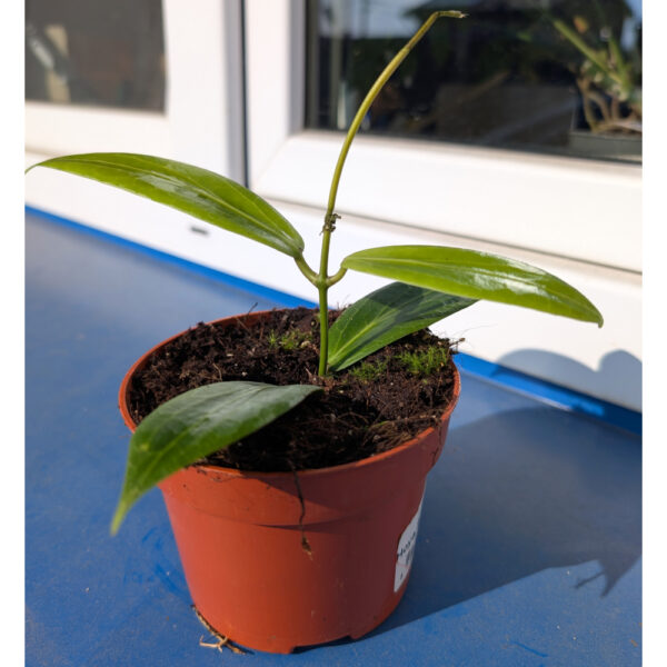 Hoya Soligamiana Ø12cm.
