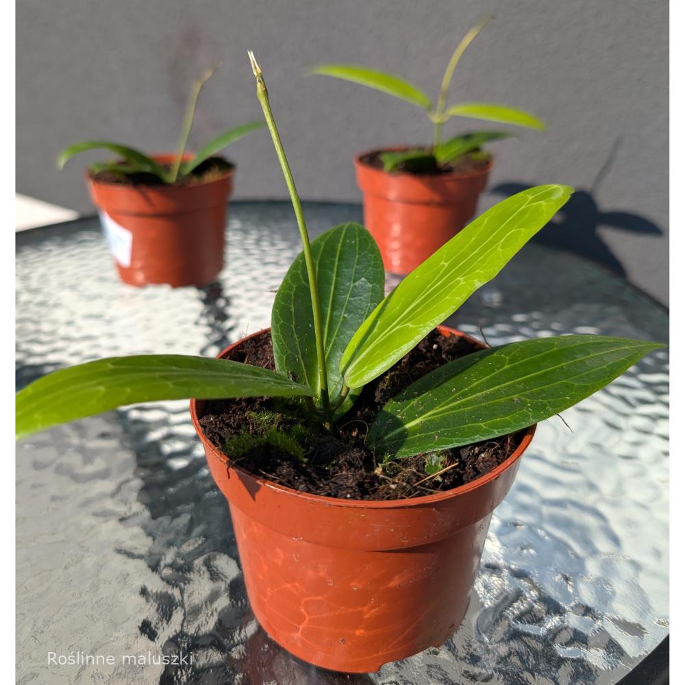 Hoya Soligamiana Ø12cm.