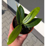 Hoya Soligamiana Ø12cm.