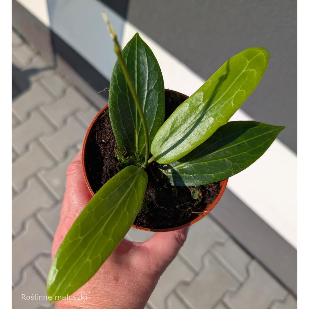 Hoya Soligamiana Ø12cm.