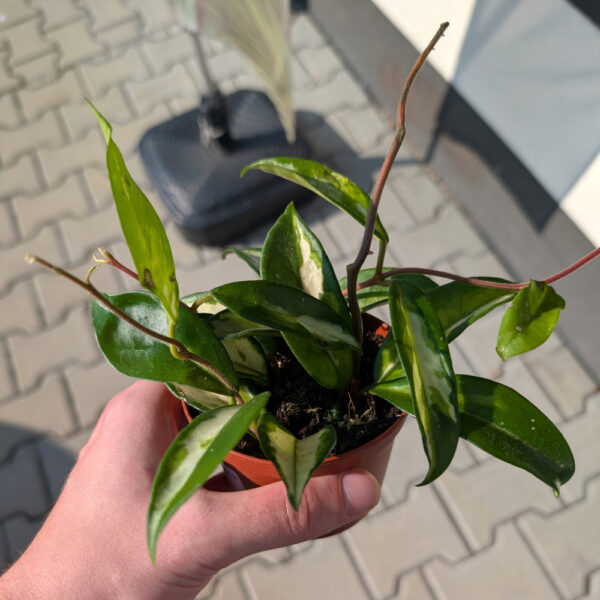 Hoya carnosa Tricolor Ø9cm.