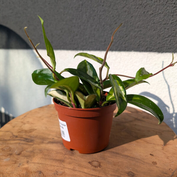 Hoya carnosa Tricolor Ø9cm.