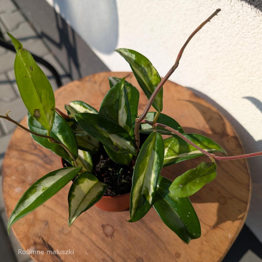 Hoya carnosa Tricolor Ø9cm.